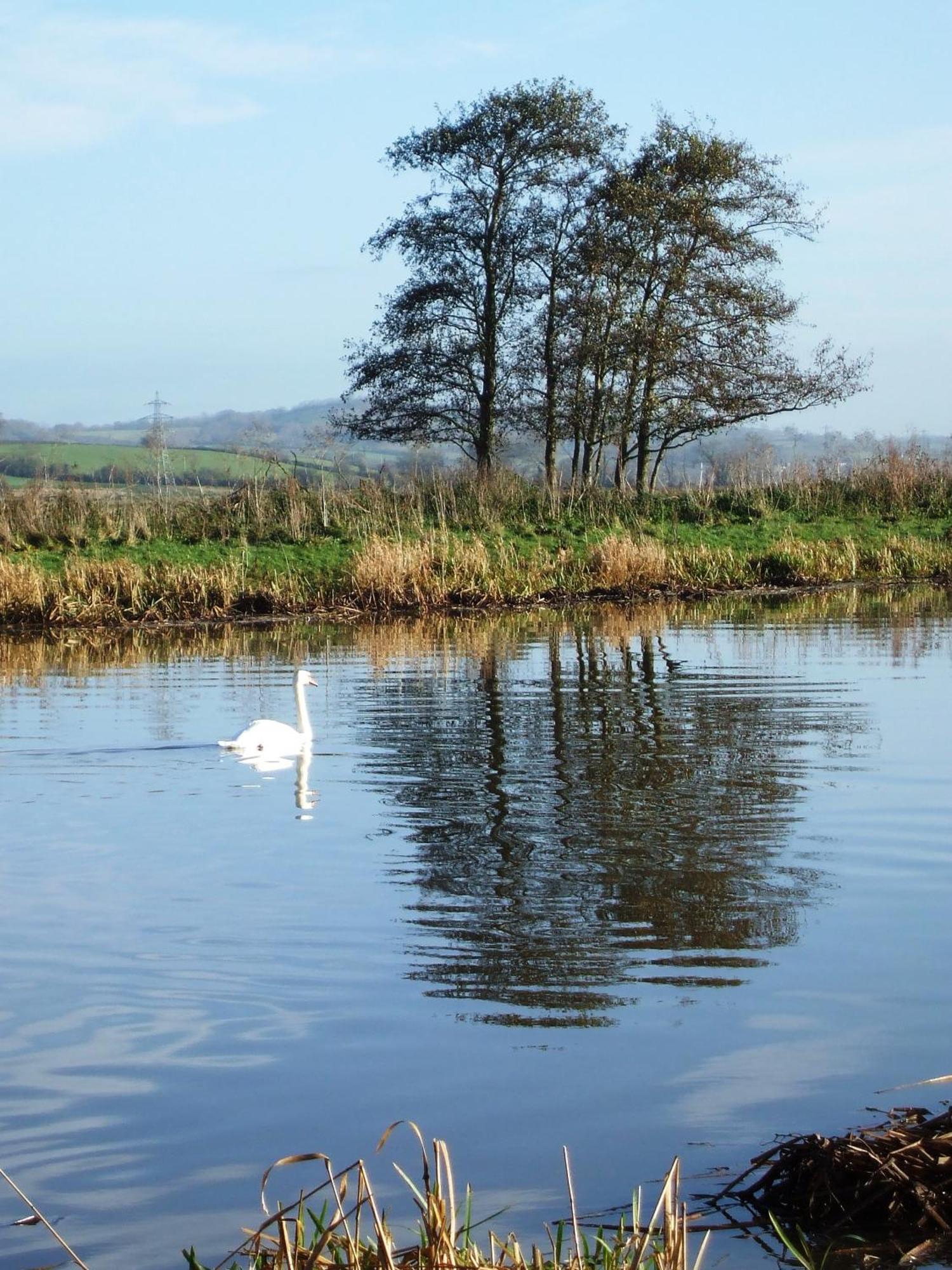 The Bower Inn Бриджуотър Екстериор снимка Swans on the River Wye